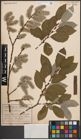Foto von Salix caprea L.
